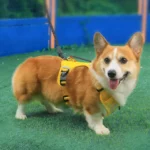 Harnais Spécial Corgi — Anti-Tireur, Poignée de Maintien, H Type Respirant solide et confort