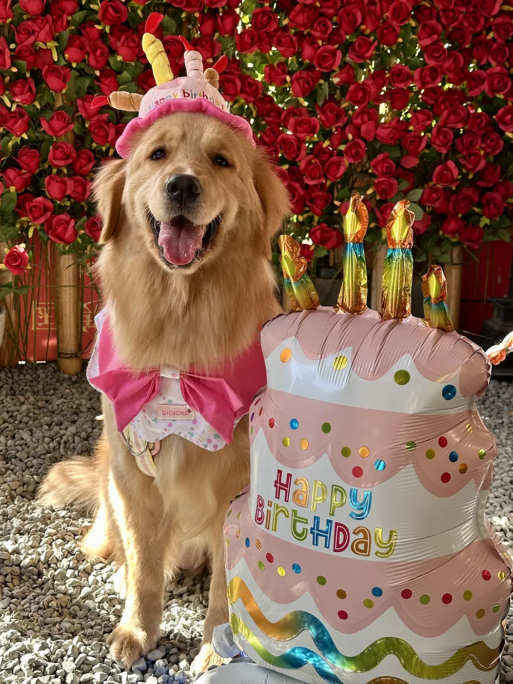 Golden Retriever avec chapeau d'anniversaire pointu sur la tête, assis devant un gâteau — photo fête d'anniversaire chien