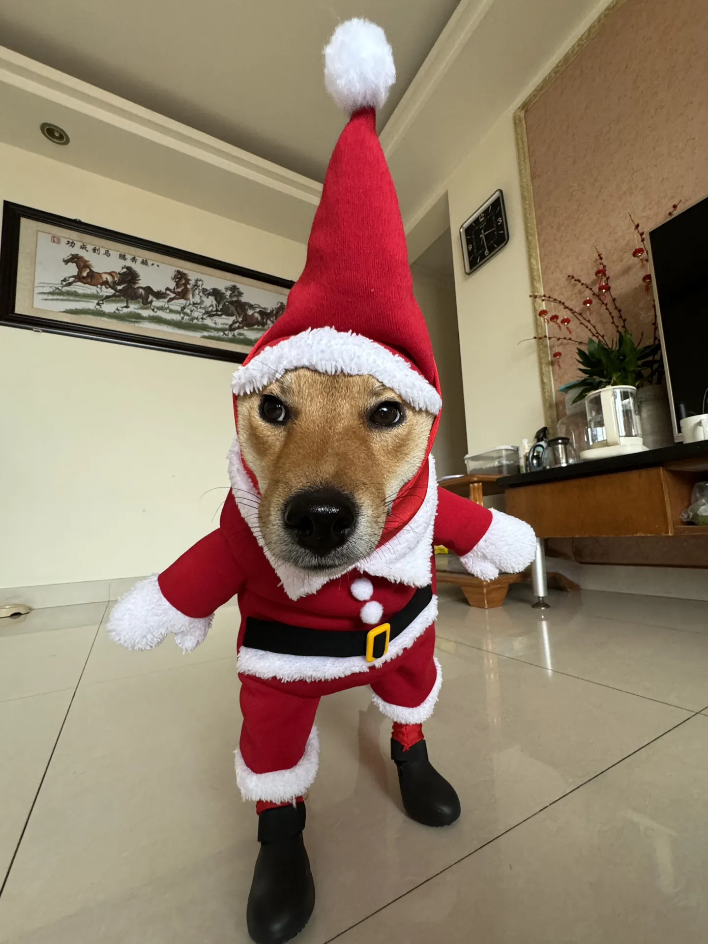 Shiba Inu en costume de Père Noël rouge intégral — expression stoïque caractéristique de la race contrastant avec la tenue festive