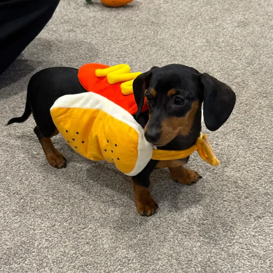 Teckel dans un costume de hot-dog avec pain brioché de chaque côté — déguisement Halloween parfait pour la race saucisse