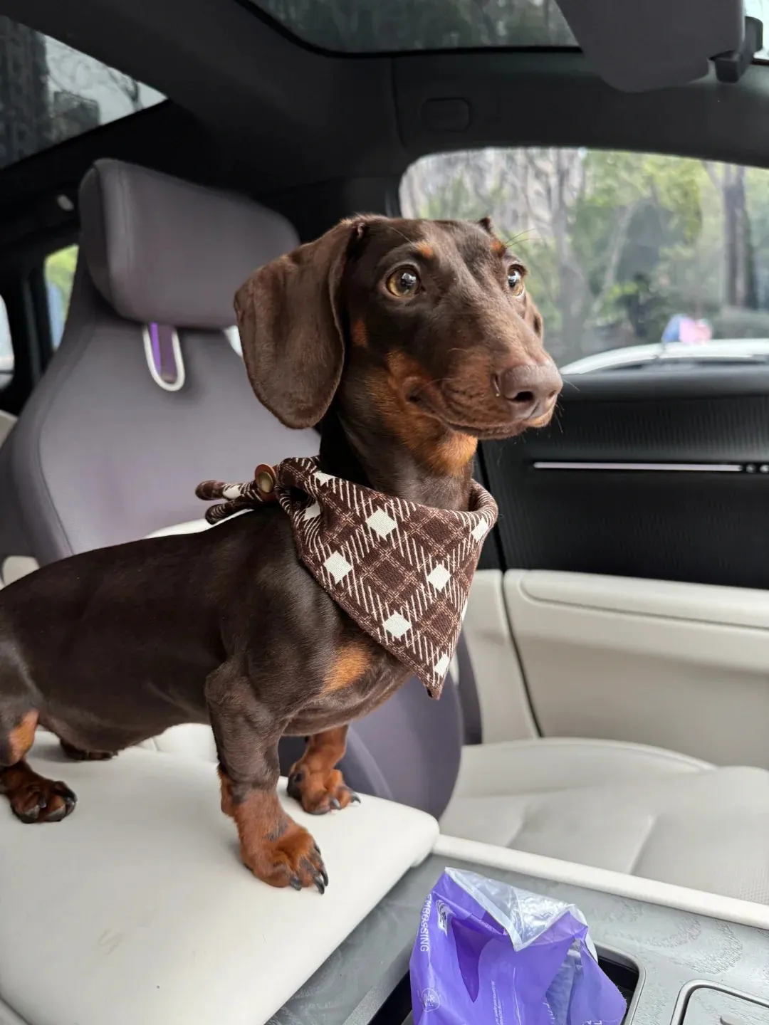 Teckel portant un bandana noué autour du cou — accessoire simple et coloré pour chien au quotidien