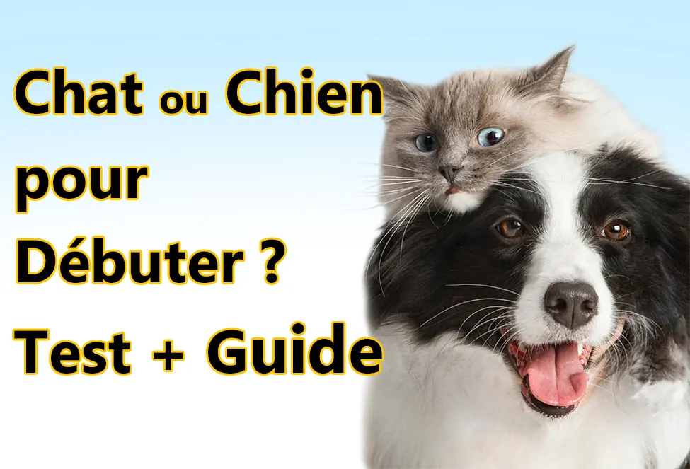 Chat ou Chien pour Débuter ? Test + Guide
