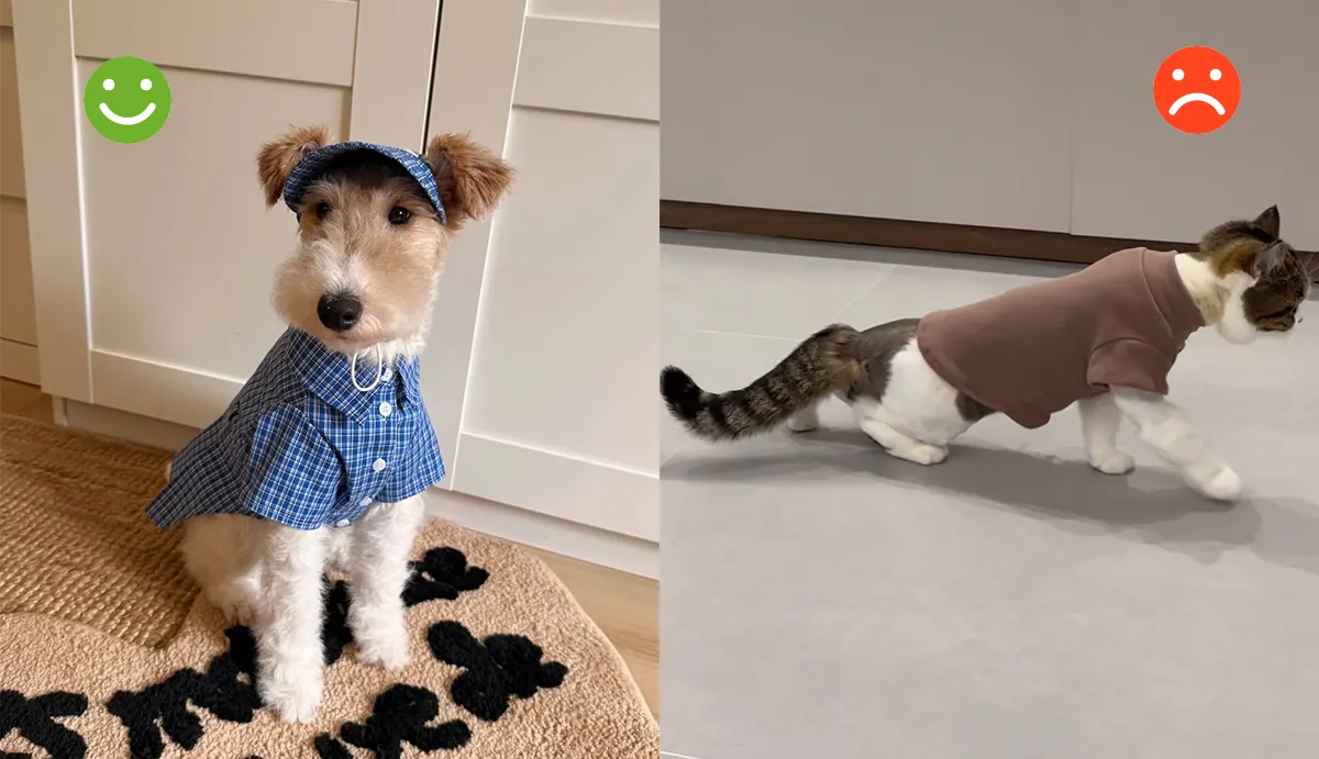 Côte à côte : un chien détendu qui accepte son déguisement, et un chat dont les oreilles sont en arrière montrant son inconfort — comparaison des réactions des deux espèces face aux costumes