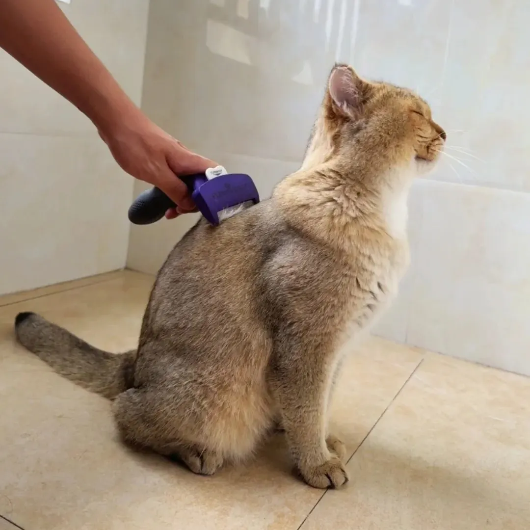 Chat de Singapour (Singapura) : Le Plus Petit Chat du Monde Brossage d'un Singapura avec une brosse en caoutchouc adaptée au poil court