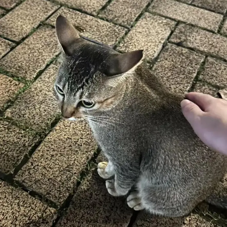 Chat de Singapour (Singapura) : Le Plus Petit Chat du Monde Chat Singapura dans les rues de Singapour montrant ses origines modestes en tant que chat des égouts