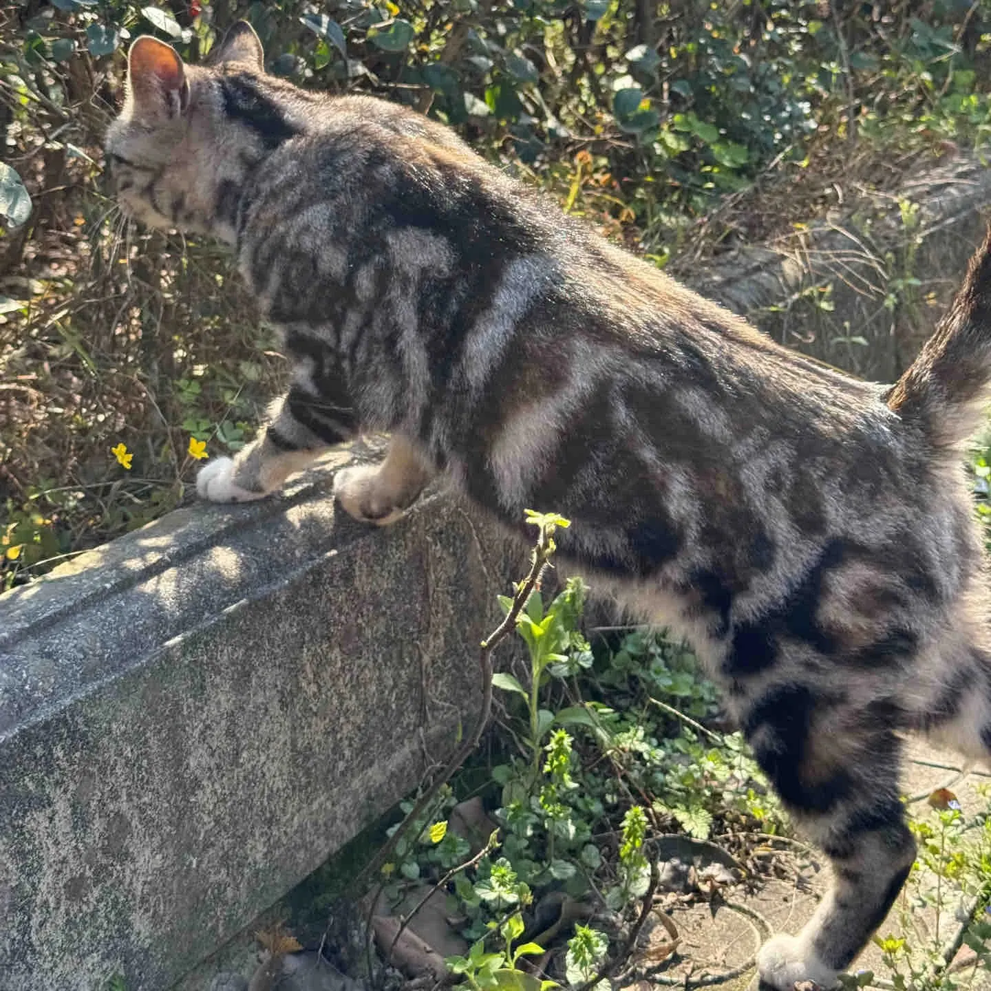 Sokoke : Le Chat du Kenya, Joyau Rare du Monde Félin Chat Sokoke adulte en bonne santé montrant sa constitution athlétique