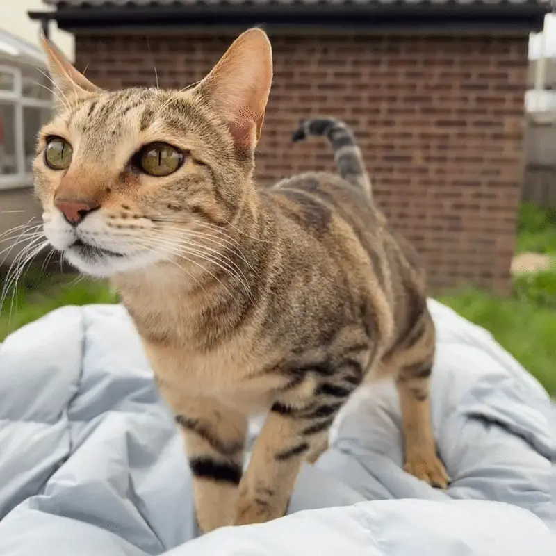 Sokoke : Le Chat du Kenya, Joyau Rare du Monde Félin Chat Sokoke en mouvement montrant sa démarche caractéristique sur la pointe des pieds