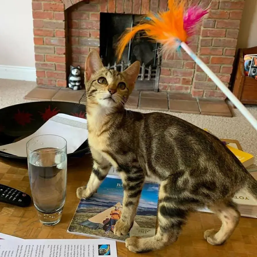 Sokoke : Le Chat du Kenya, Joyau Rare du Monde Félin Chat Sokoke interagissant avec son propriétaire, démontrant son caractère affectueux