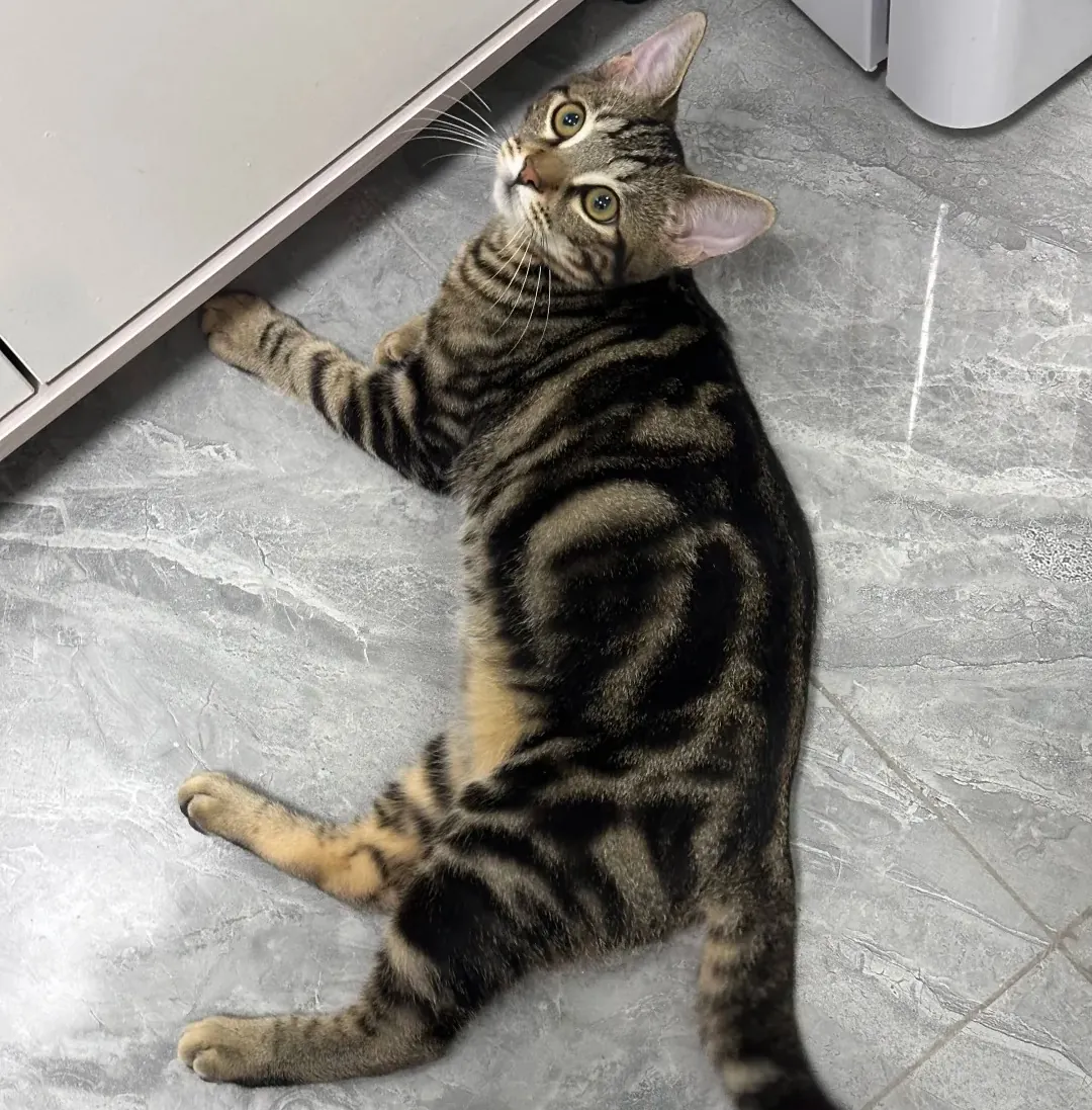 Sokoke : Le Chat du Kenya, Joyau Rare du Monde Félin Chat Sokoke présentant son motif tabby unique rappelant l'écorce d'arbre, caractéristique de la race kényane