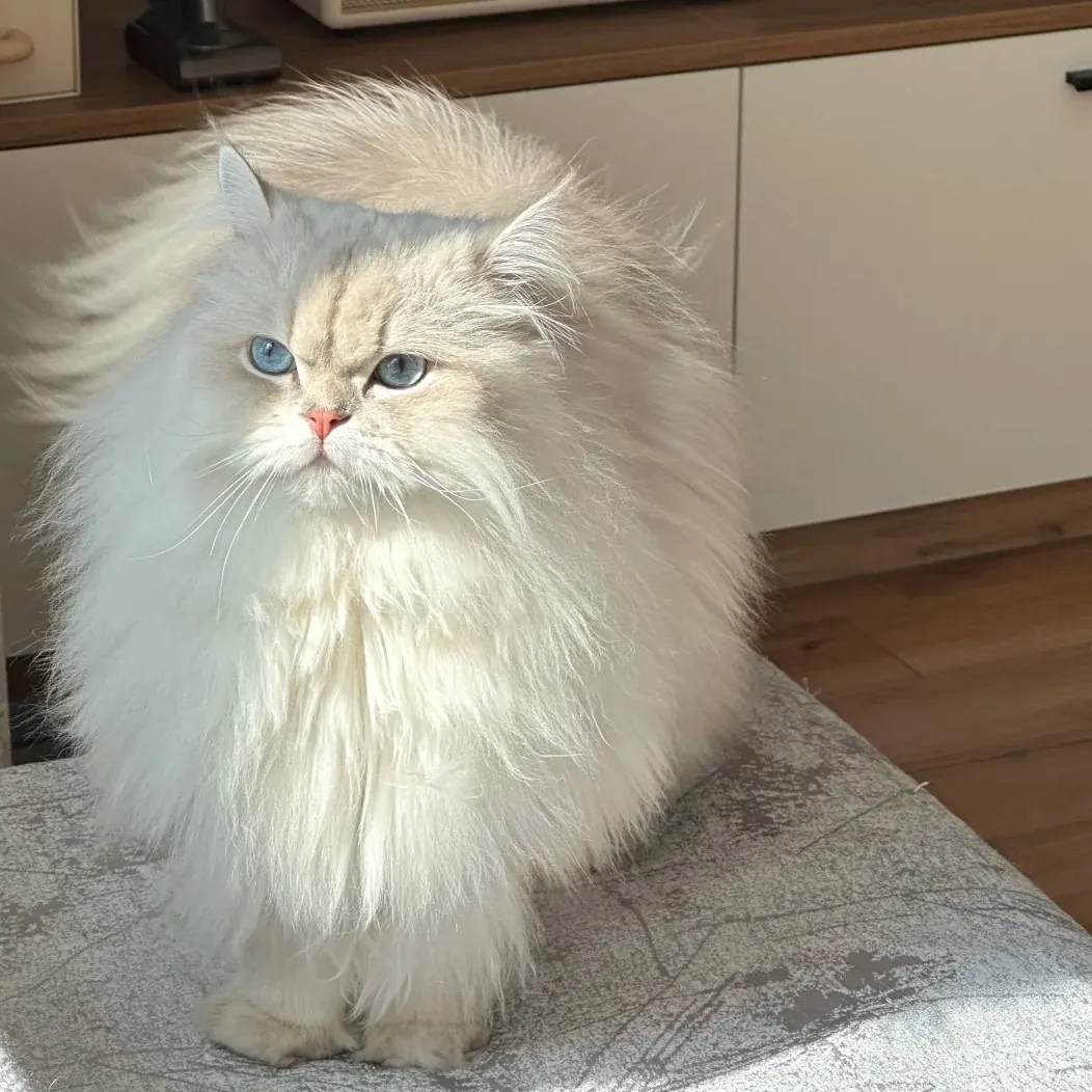 Pourquoi les Chats Sont-ils Si Mignons ? La Science du Charme Félin Chat à poil long très doux illustrant l'attrait tactile du pelage félin