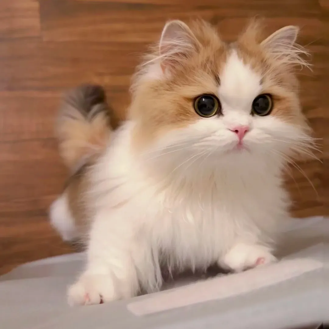Pourquoi les Chats Sont-ils Si Mignons ? La Science du Charme Félin Chat domestique aux grands yeux ronds illustrant le schéma infantile Kindchenschema