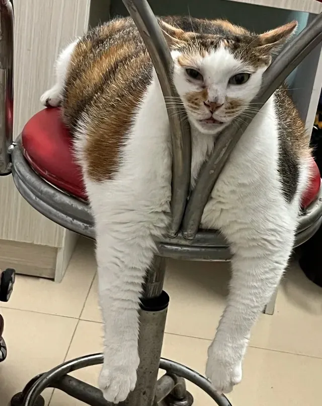 Pourquoi les Chats Sont-ils Si Mignons ? La Science du Charme Félin Chat domestique montrant son indépendance caractéristique en se prélassant sur un meuble
