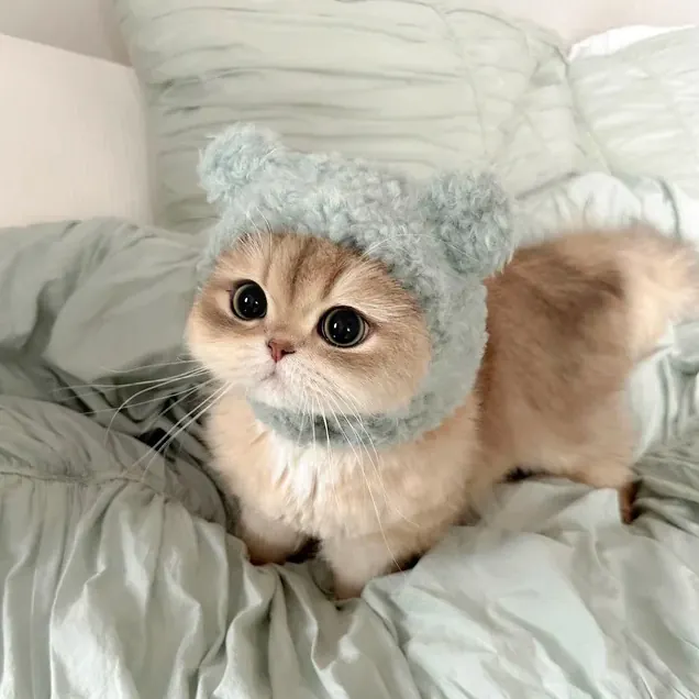 Pourquoi les Chats Sont-ils Si Mignons ? La Science du Charme Félin Chaton avec grosse tête ronde, grands yeux et petit museau démontrant le Kindchenschema de Konrad Lorenz