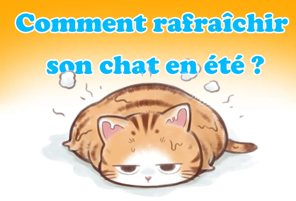 Comment rafraîchir son chat en été ?