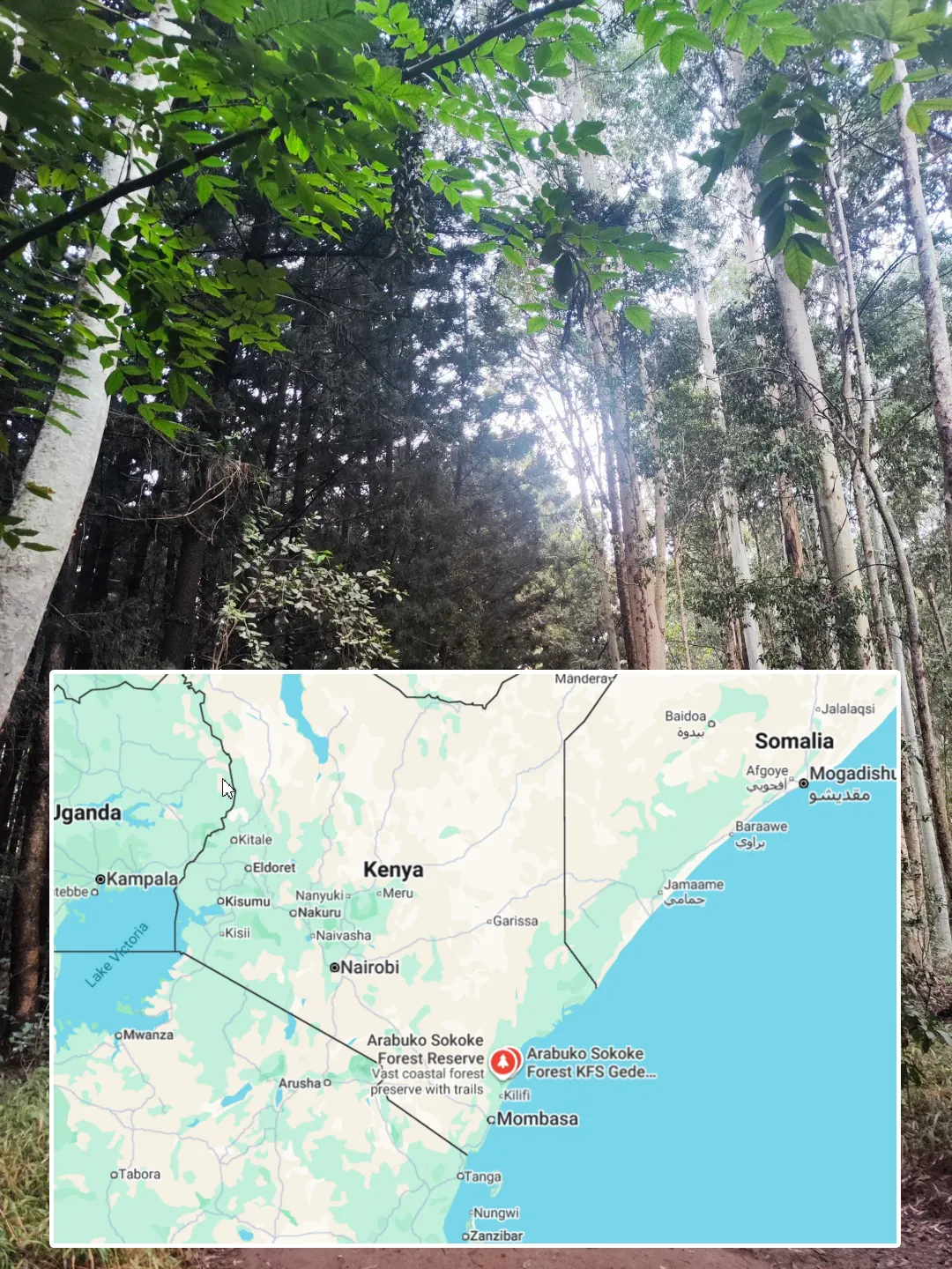 Sokoke : Le Chat du Kenya, Joyau Rare du Monde Félin Forêt d'Arabuko Sokoke au Kenya, habitat naturel originel du chat Sokoke