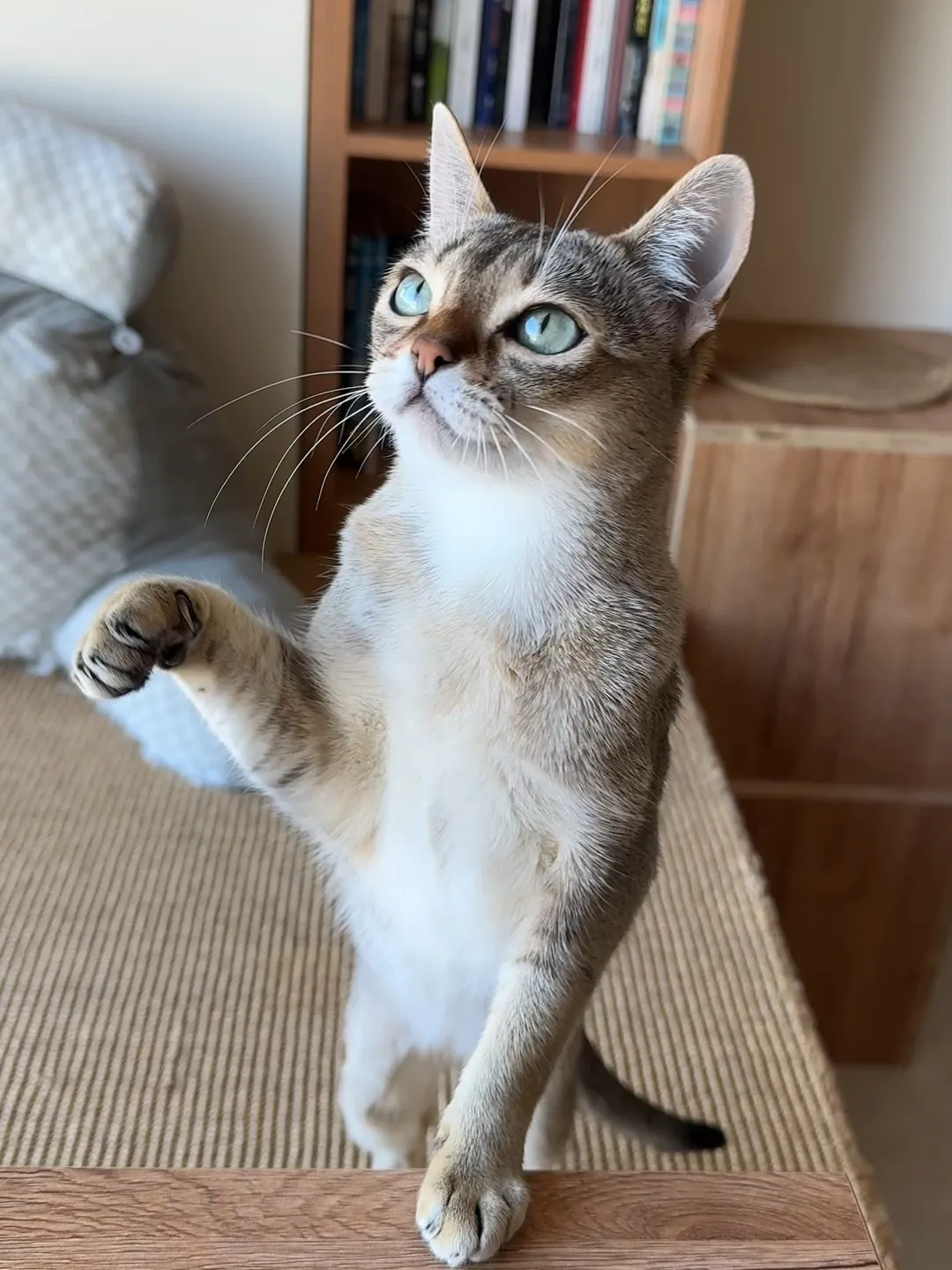 Chat de Singapour (Singapura) : Le Plus Petit Chat du Monde Gros plan sur la robe sépia agouti du Singapura montrant le ticking caractéristique