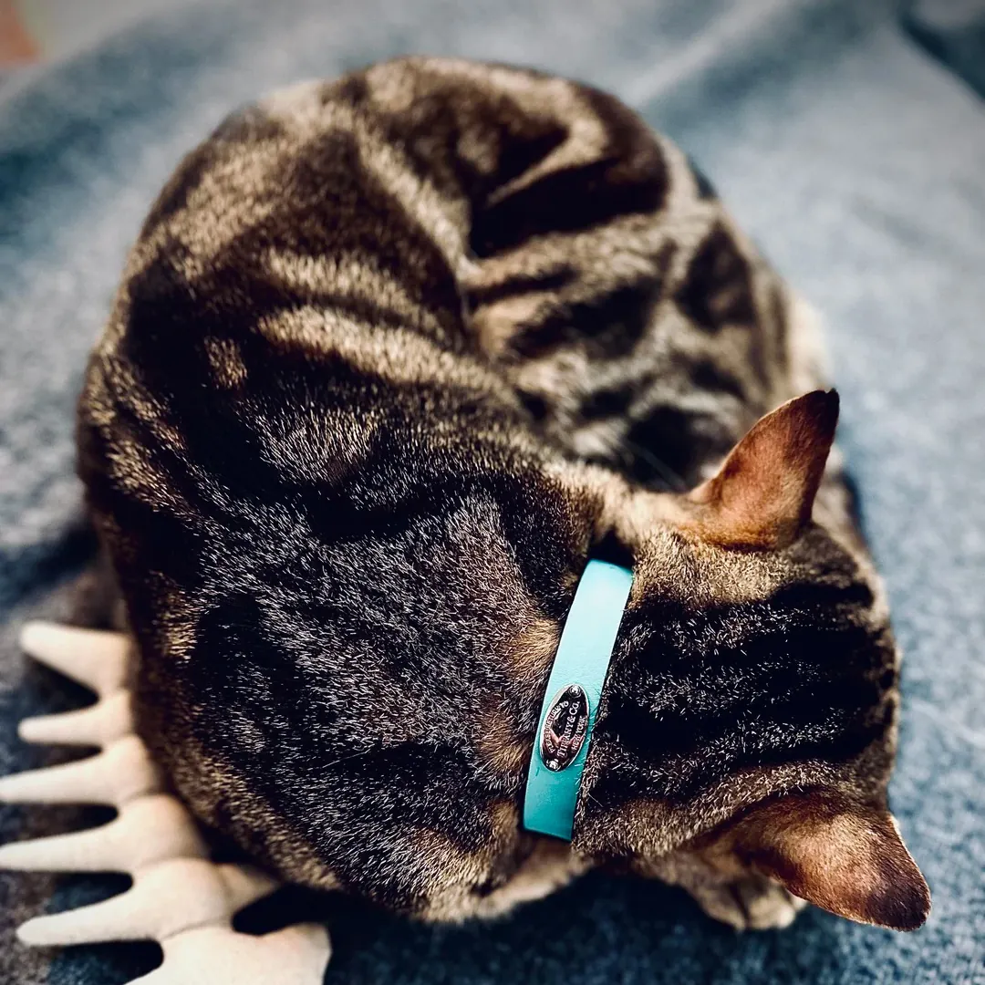 Sokoke : Le Chat du Kenya, Joyau Rare du Monde Félin Gros plan sur le pelage tabby marbré du Sokoke montrant le motif grain de bois caractéristique