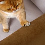 Housse-Accoudoir-Canapé-Anti-Griffures-Chat-3-Poches-solide Housse Accoudoir Canape Anti Griffures Chat 3 Poches solide