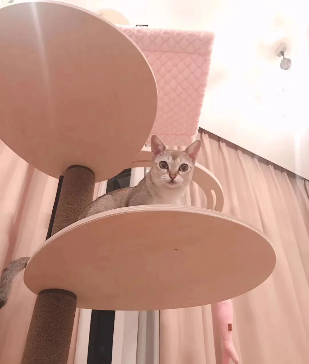Chat de Singapour (Singapura) : Le Plus Petit Chat du Monde Intérieur aménagé pour un Singapura avec arbre à chat et zones d'exploration