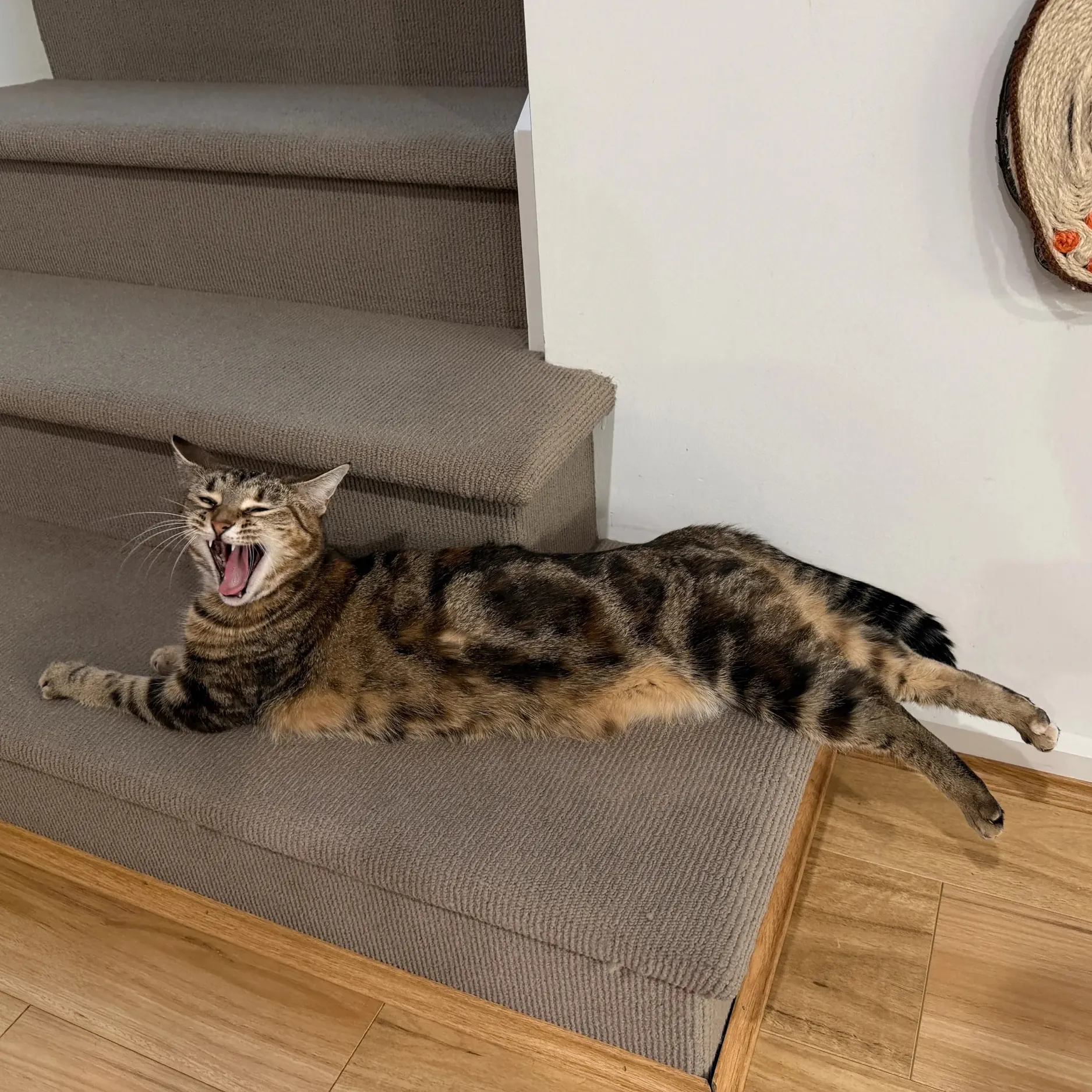 Sokoke : Le Chat du Kenya, Joyau Rare du Monde Félin Chat Sokoke se nourrissant d'aliments riches en protéines adaptés à ses besoins