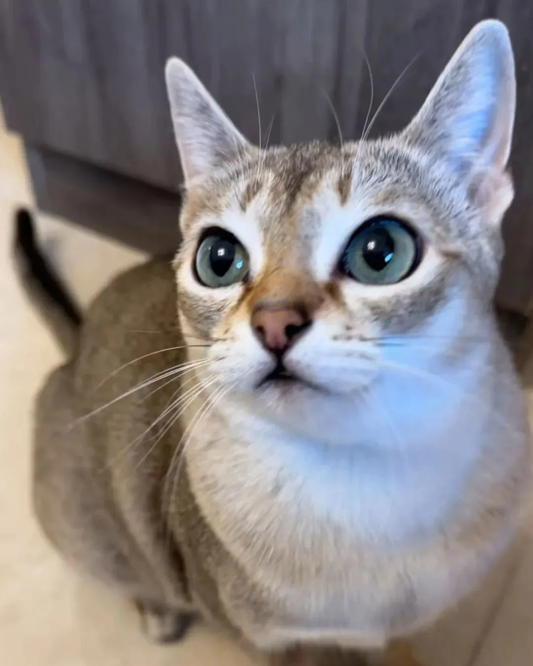 Chat de Singapour (Singapura) : Le Plus Petit Chat du Monde Portrait d'un Singapura montrant ses grands yeux expressifs et ses larges oreilles