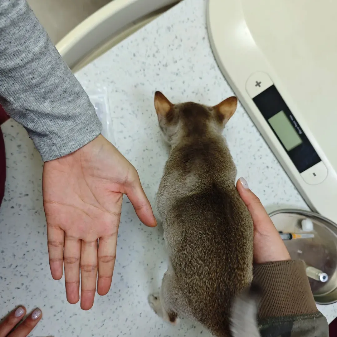 Chat de Singapour (Singapura) : Le Plus Petit Chat du Monde Singapura en bonne santé chez le vétérinaire pour un contrôle de routine