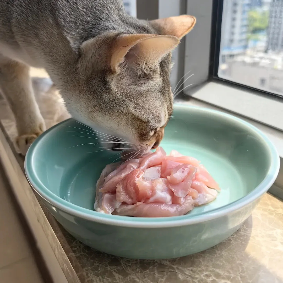 Chat de Singapour (Singapura) : Le Plus Petit Chat du Monde Singapura mangeant dans une gamelle adaptée à sa petite taille