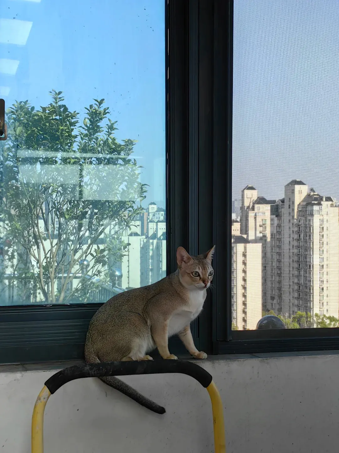 Chat de Singapour (Singapura) : Le Plus Petit Chat du Monde Un perroquet de Singapour se perche sur le rebord d'une fenêtre, faisant étalage de son agilité et de sa curiosité.
