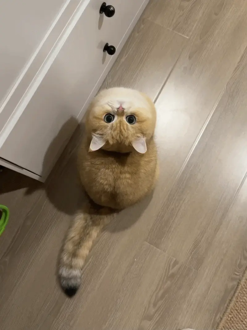 Pourquoi les Chats Sont-ils Si Mignons ? La Science du Charme Félin https://animimi.fr/wp-content/uploads/2026/05/Un-adorable-chat-remuait-la-queue.webp