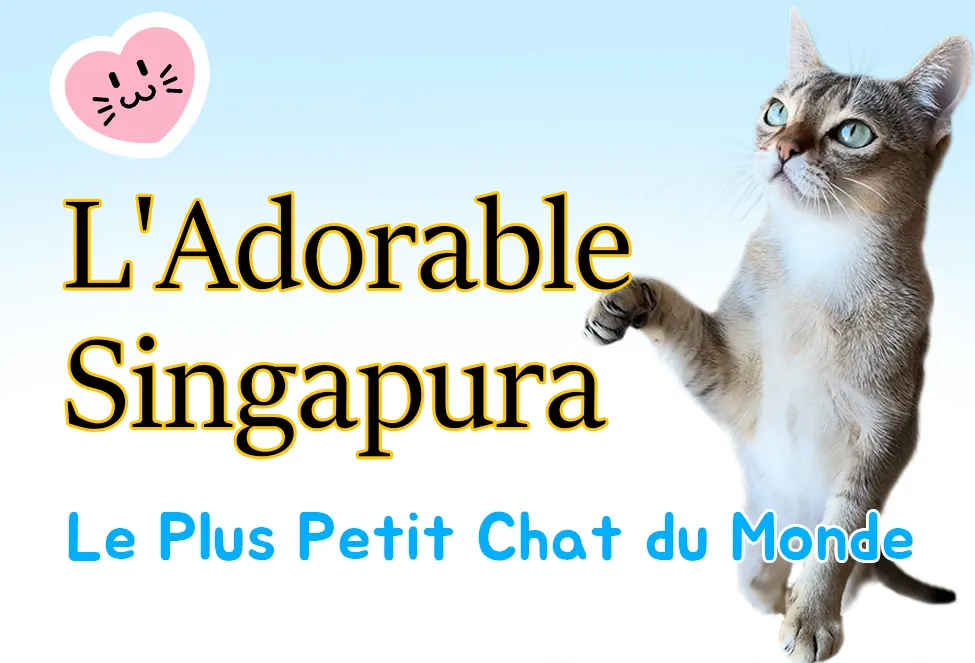 L'Adorable Singapura Le Plus Petit Chat du Monde
