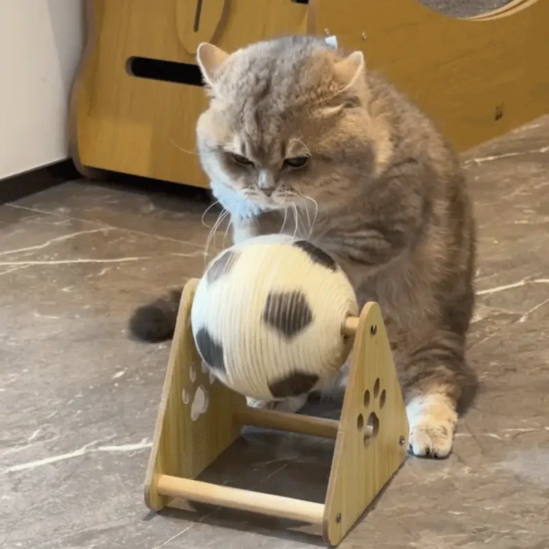 Pourquoi les Chats Sont-ils Si Mignons ? La Science du Charme Félin Chat adulte montrant un comportement ludique juvénile en jouant avec un jouet