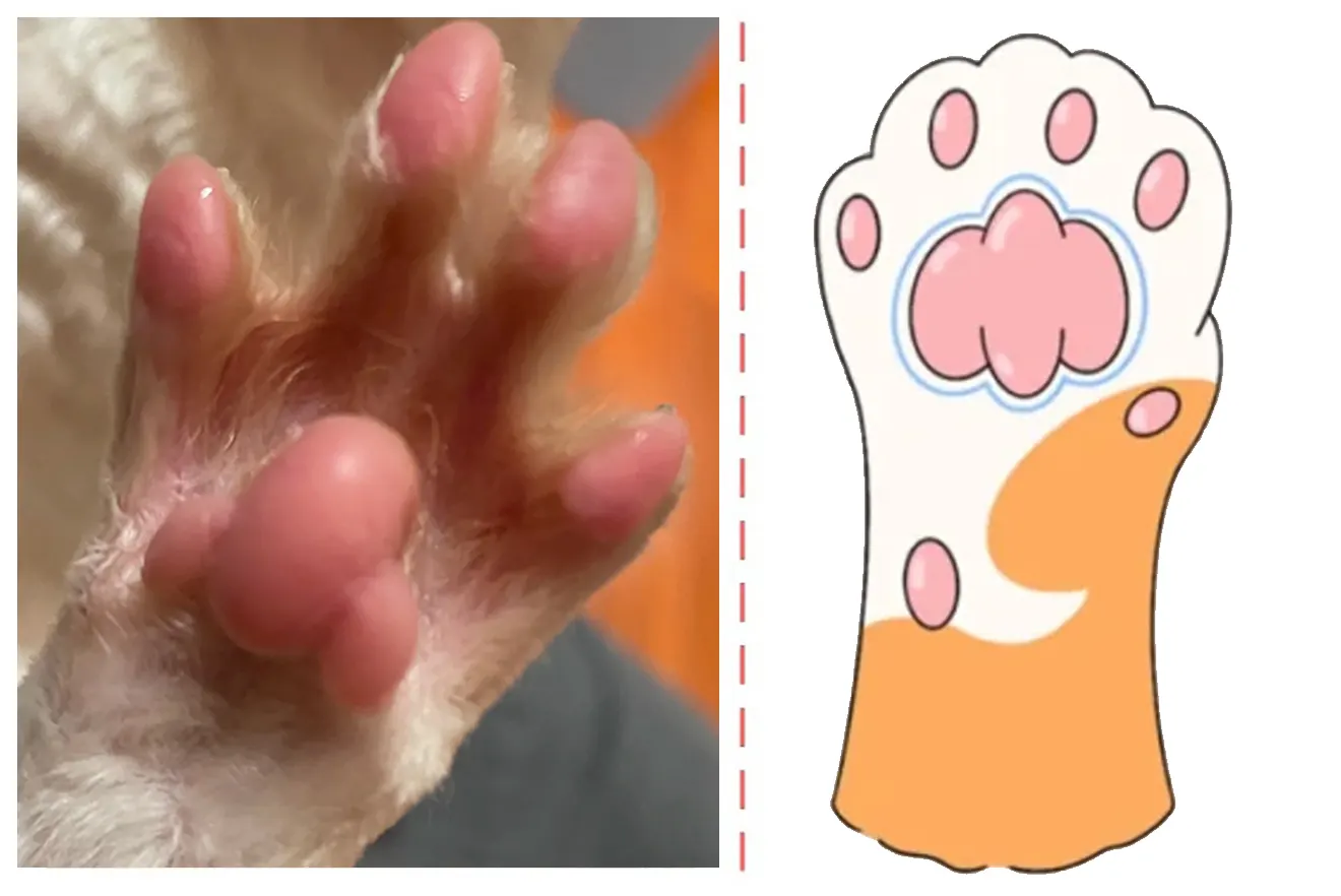 6 Formes de Coussinet Chat & Leurs Personnalités Coussinets de chat en forme de grain de riz - personnalité timide
