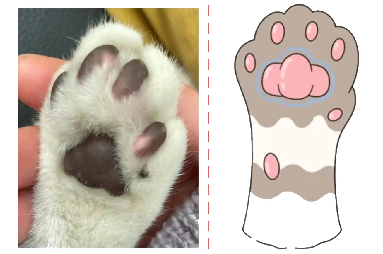 Coussinets de chat en forme de boule - personnalité protectrice