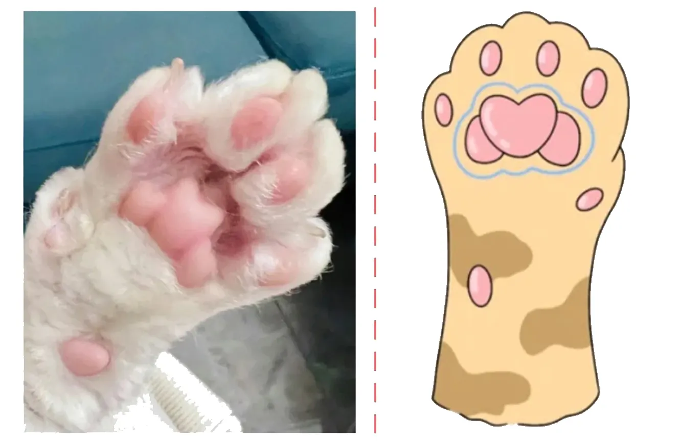 Coussinets de chat en forme de cœur - personnalité affectueuse