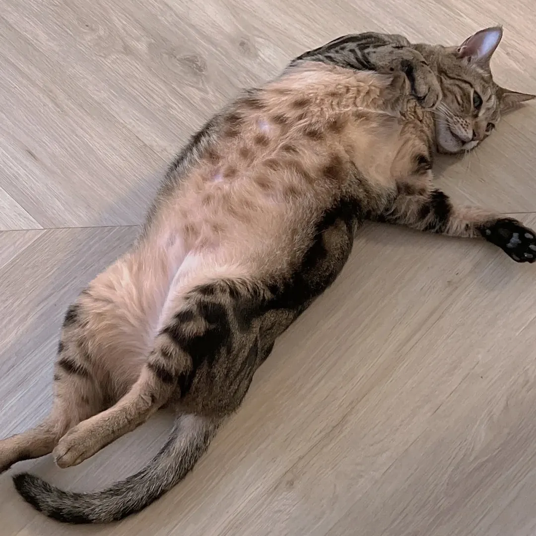 Sokoke : Le Chat du Kenya, Joyau Rare du Monde Félin Brossage d'un chat Sokoke montrant l'entretien simple de son pelage court