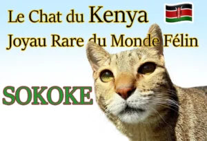 Noms de Chien Commençant par A : Guide Complet le chat du Kenya Joyau Rare du monde felin