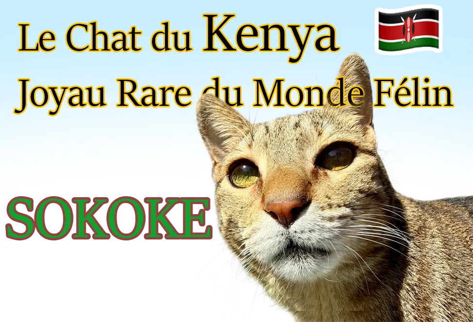 le chat du Kenya Joyau Rare du monde felin