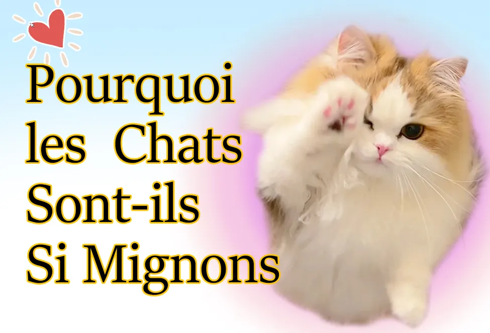 pourquoi les chats sont ils si mignons