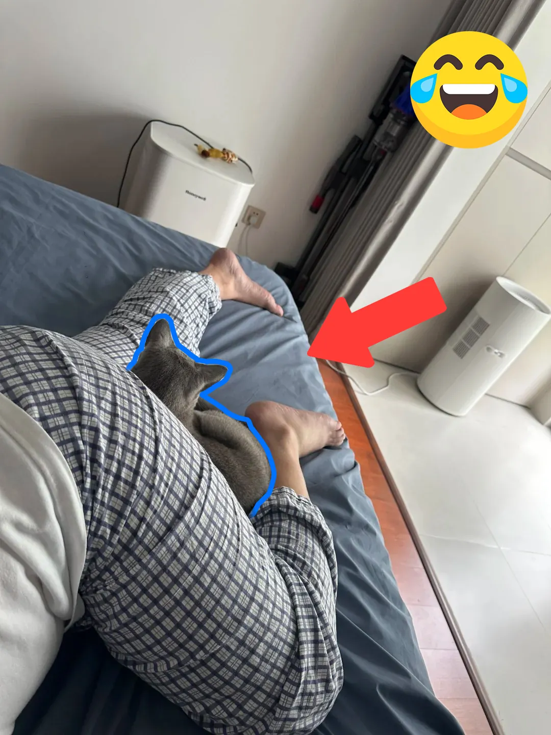 Bleu Russe adulte lové contre son propriétaire, illustrant son attachement profond et discret à sa famille de référence