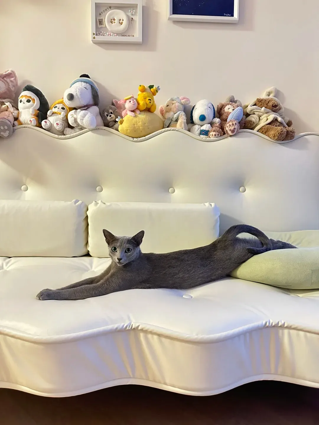 Bleu Russe allongé sur un canapé, illustrant le contexte dans lequel la question des allergènes félins se pose pour les personnes sensibles souhaitant adopter un chat