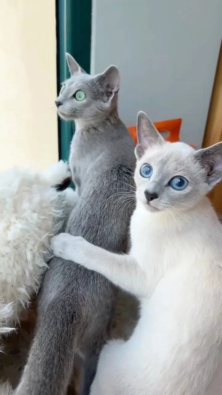 La couleur des yeux du Bleu Russe est liée à la pigmentation de son pelage.