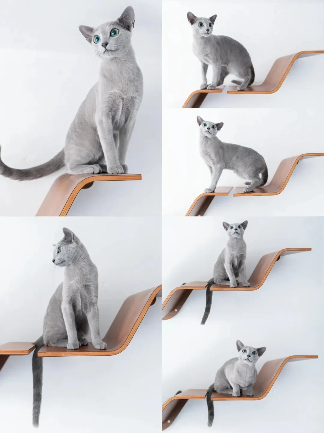 Bleu Russe debout sur un escalier à chat fixé au mur