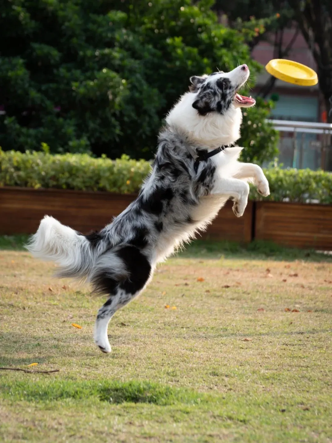 Border Collie bleu merle en pleine séance de frisbee, bondissant très haut pour attraper le disque dans les airs avec précision — illustrant son niveau d'énergie et son agilité exceptionnelle qui nécessitent une activité physique intense quotidienne