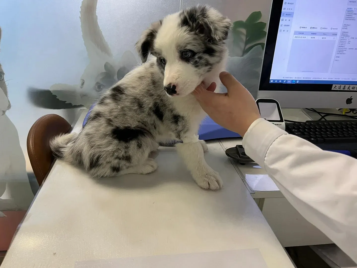 Border Collie bleu merle en consultation vétérinaire pour un bilan de santé comprenant un test auditif BAER et un examen ophtalmologique — dépistages recommandés pour cette variante de robe à risque spécifiques