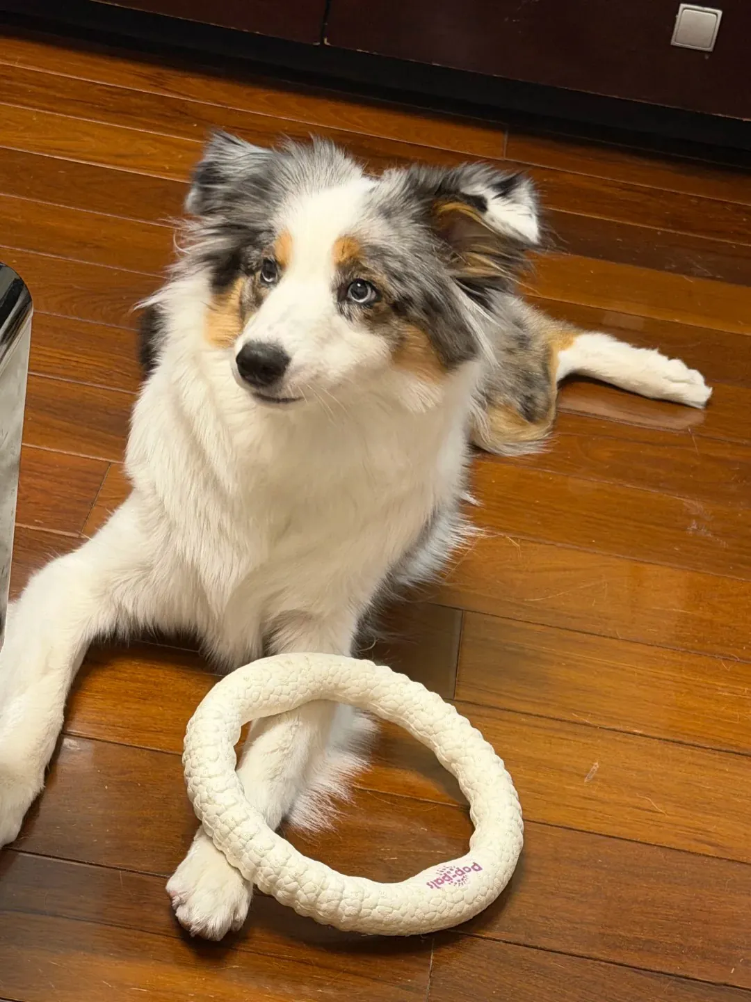 Border Collie bleu merle allongé dans un appartement, l'air détendu et apaisé après une longue séance d'exercice et de travail mental — illustrant qu'un appartement peut fonctionner si les besoins en activité sont pleinement satisfaits