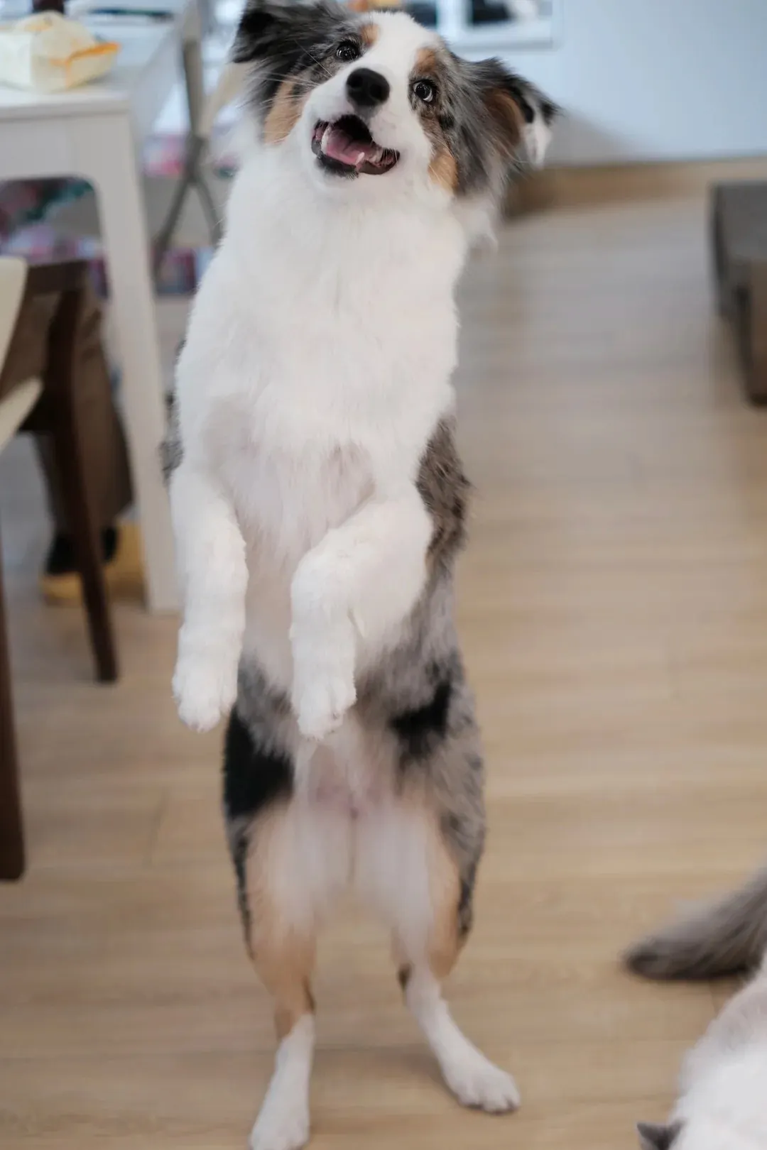 Border Collie bleu merle en pleine séance d'agility, franchissant un obstacle avec agilité et concentration totale — illustrant son excellence dans les sports canins qui combinent vitesse, précision et obéissance