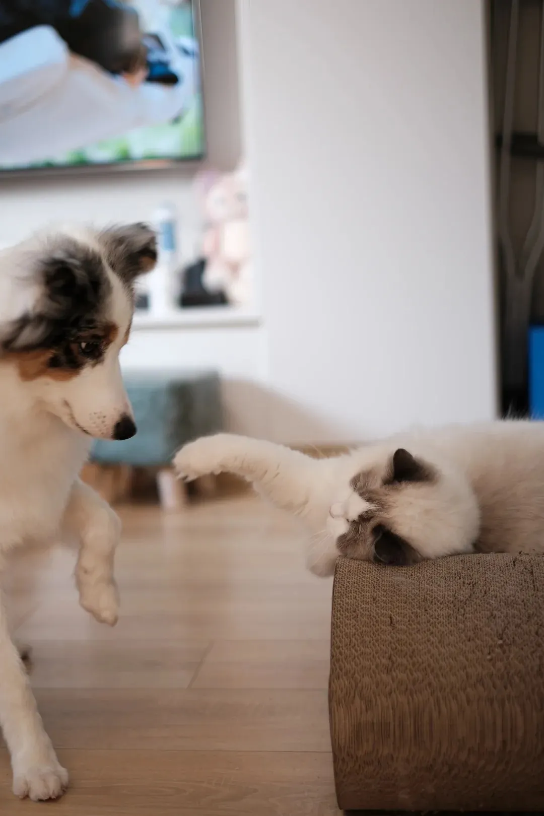 order Collie bleu merle jouant calmement avec des chats dans un jardin, illustrant la cohabitation réussie possible avec les félins quand le chien est bien exercé et que les chats ont appris à respecter ses signaux de fatigue