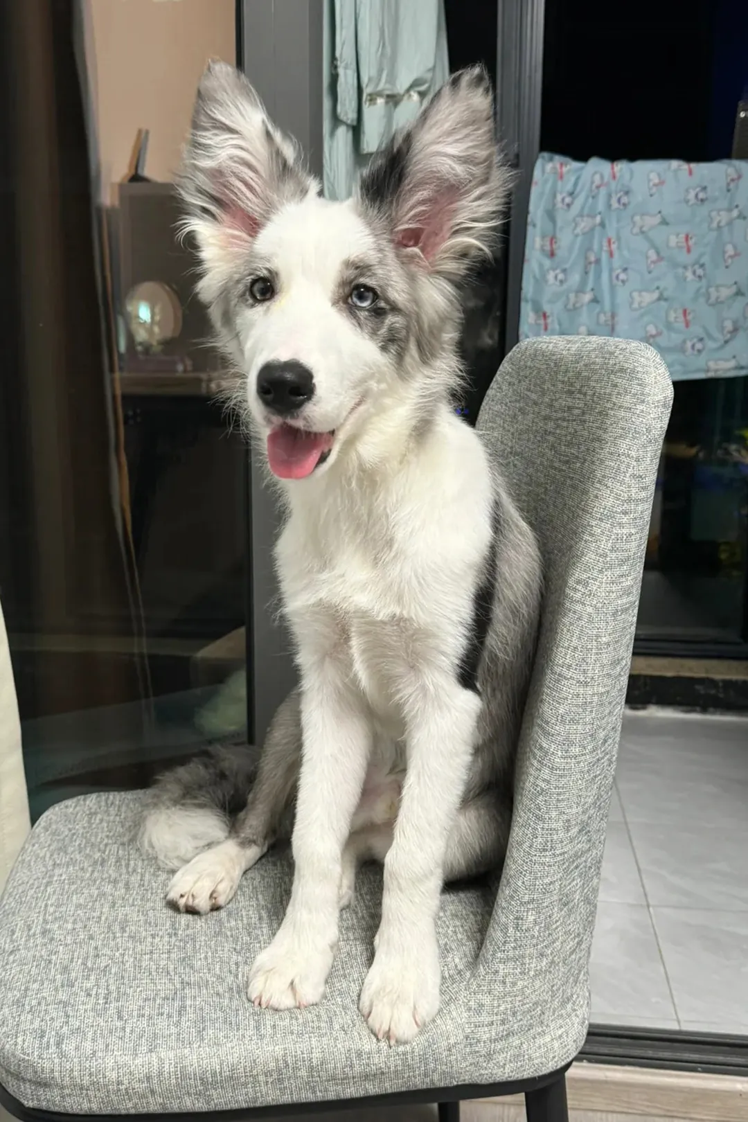 Border Collie bleu merle à poil court (smooth) montrant sa robe rase et brillante qui révèle parfaitement les motifs merle, avec entretien minimal et silhouette athlétique particulièrement visible
