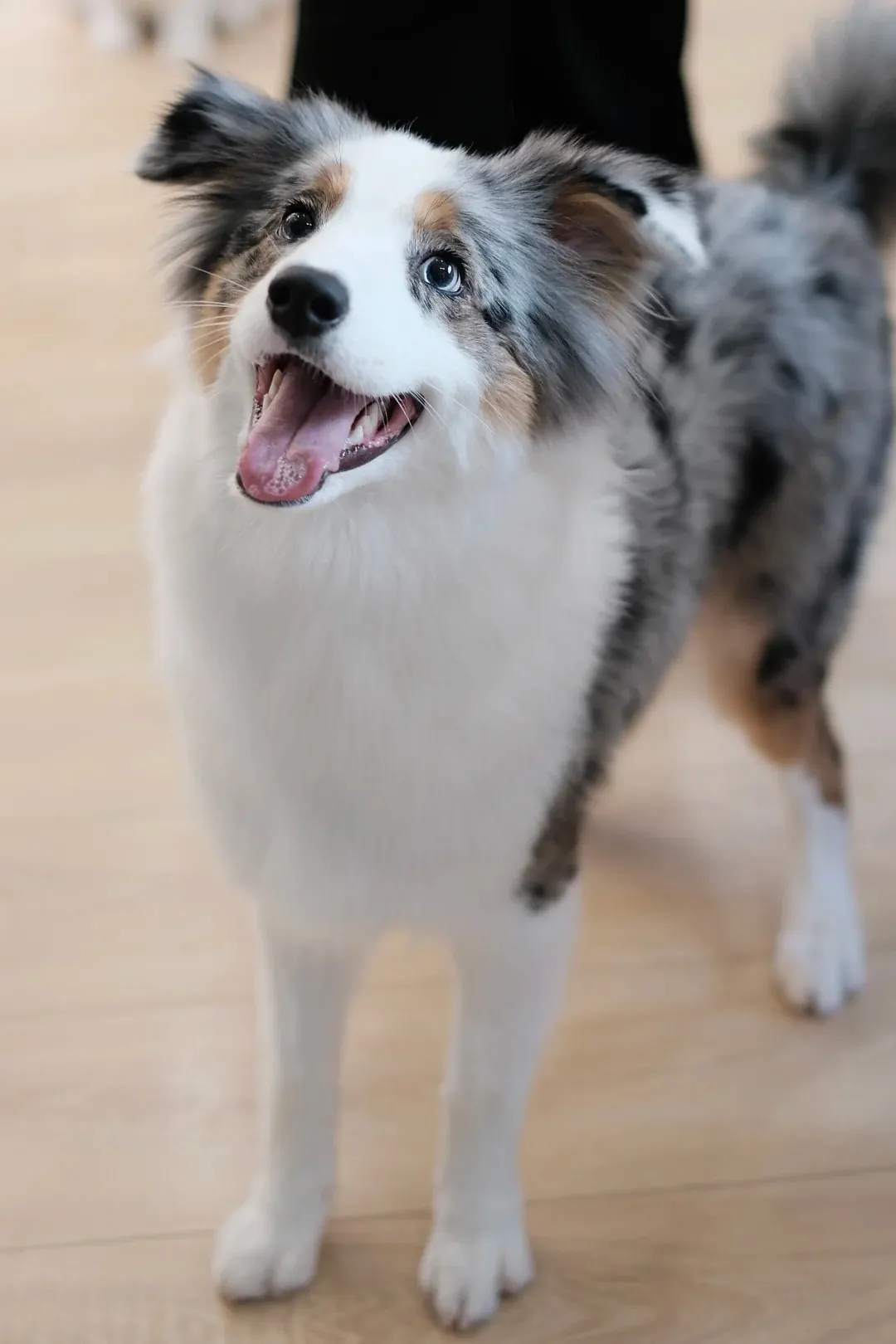 Border Collie bleu merle à poil mi-long (rough) avec sa fourrure plus fournie, frange sur les oreilles et queue touffue, variante la plus commune et la plus spectaculaire visuellement