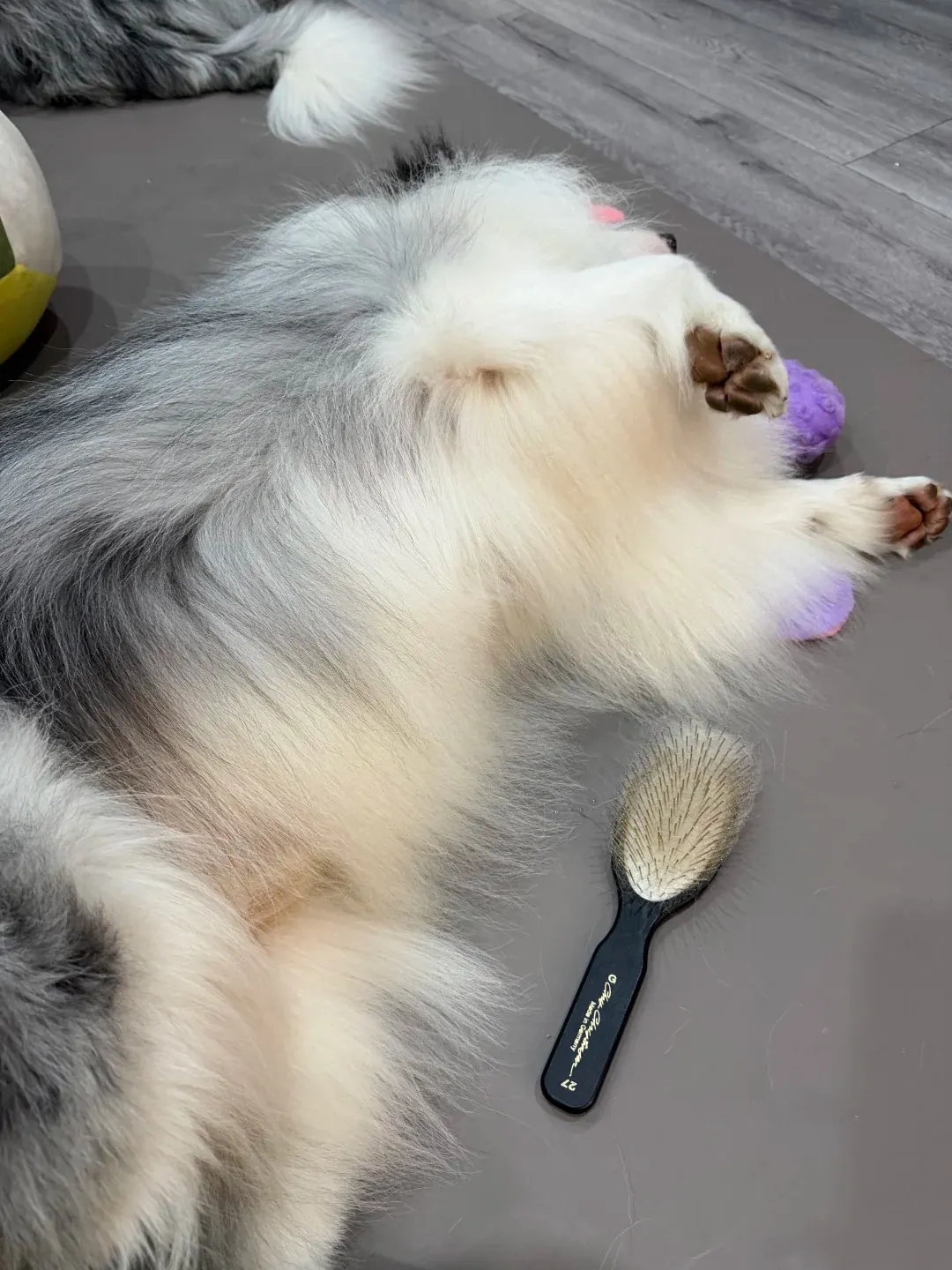 Séance de brossage d'un Border Collie bleu merle à poil mi-long avec une brosse à démêler adaptée, illustrant l'entretien hebdomadaire nécessaire pour prévenir les nœuds et les boules de poil dans la fourrure dense de la variante rough